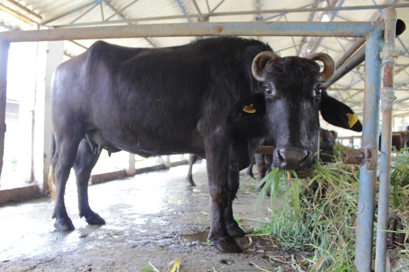 Murrah buffalo(1)